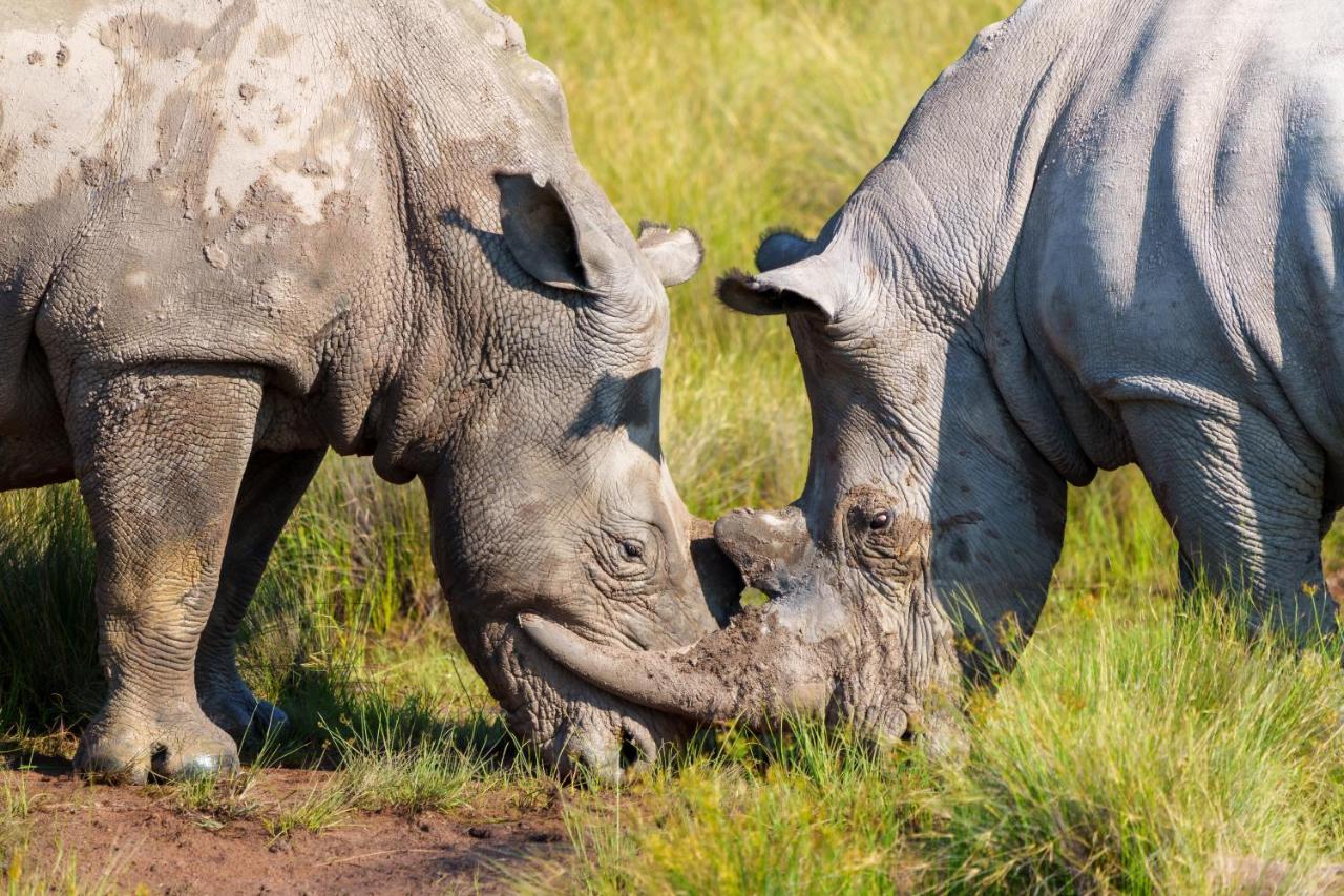 Elephants Crossing Welgevonden Game Reserve Exterior photo