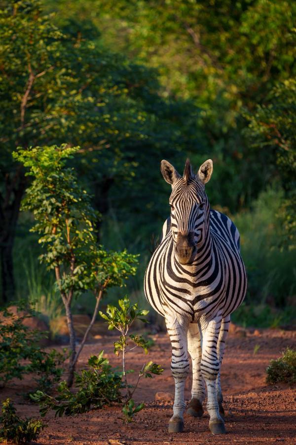 Elephants Crossing Welgevonden Game Reserve Exterior photo