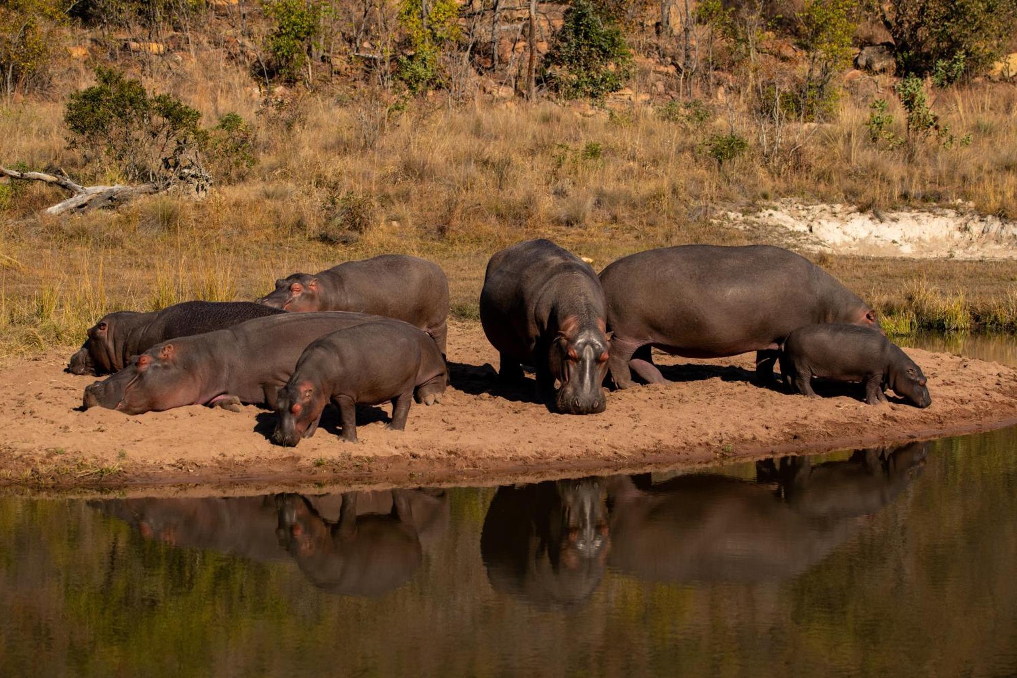 Elephants Crossing Welgevonden Game Reserve Exterior photo